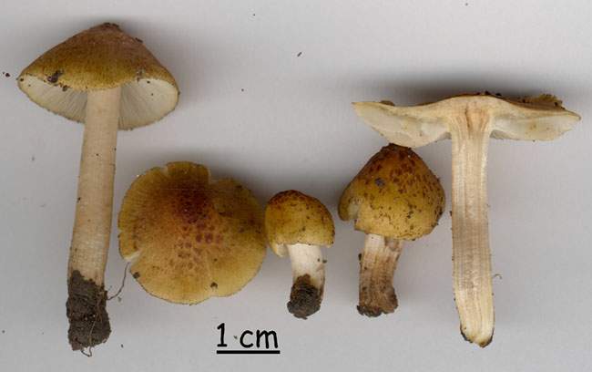 Inocybe curreyi